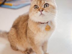 -猫在这儿猫咪咖啡馆·撸猫馆