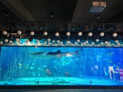 -烟台海昌鲸鲨海洋公园