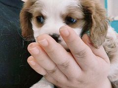 -萌宠之家·腊肠犬·马尔泰·小体犬舍