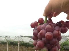 -马陆小张葡萄园农家乐