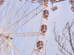 -顾村公园