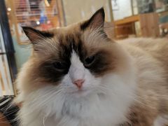 -藏猫猫咖啡主题馆(中央大道店)