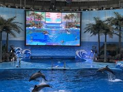 -海合安成都极地海洋公园