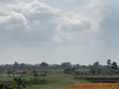 -空港花田景区