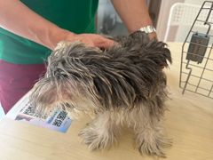 -瑞鹏宠物医院·骨科·猫科·内科(第一中心)