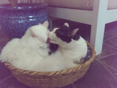 android_upload_pic-Anne猫窝咖啡屋