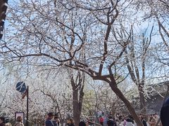 -春风习习