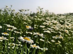 -汉长安城未央宫国家考古遗址公园