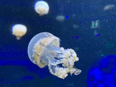 -暹罗海洋世界