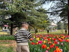 -洛阳郁金香牡丹园