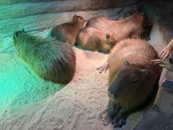 -Zoolung Zoolung动物主题公园(海信广场店)