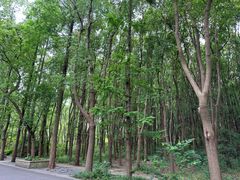 -同里国家湿地公园