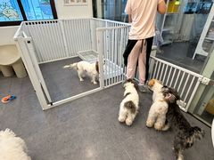 -有喵·猫咖·狗咖·30几只猫10只小狗(岗厦店)