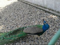 孔雀园-南京金牛湖风景区