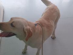 -汪喵宠物医院·骨科心脏影像·犬猫急重症ICU诊疗中心(成华分院)