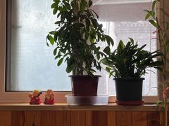 -玫瑰红烤羊排(北新桥三条店)