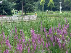 -黑龙江省森林植物园
