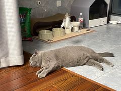 -爱侣宠医·鹦鹉专科·小型哺乳类·异宠专科(灵石路店)