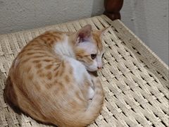 -初甜·舒芙蕾·韩式雪花冰(流塘店)