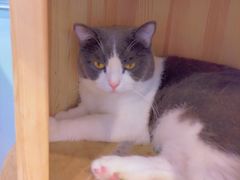 -遇见羊驼·奶狗咖·布偶猫咖·法斗柯基柴犬阿拉斯加(春熙路太古里IFS店)
