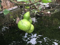 -老字号农家宴