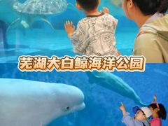 -芜湖新华联大白鲸海洋公园
