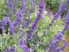 -北京东方普罗旺斯薰衣草庄园