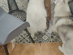 -Let's go狗咖·猫咖·奶狗·桌游(春熙路IFS店)