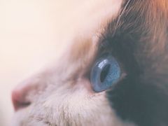 -Pets First伊珊娜洗护·精致美容·家庭式寄养(新会路店)