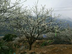 -广州市流溪河国家森林公园