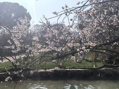 -无锡梅园公园