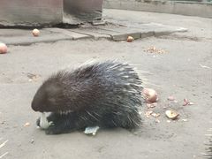 -青藏高原野生动物园