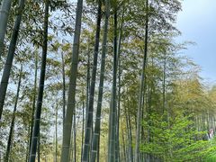 -莫干山风景区