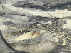 -广州长隆飞鸟乐园
