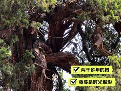 -孔府