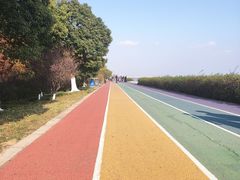 -贡湖湾湿地公园