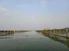-金鸡湖桃花岛