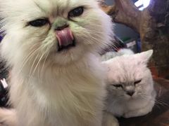 -more than meow吴止猫主题餐厅(承德 中船汇店)