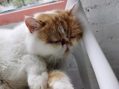 -喵屿·大理花园猫咖