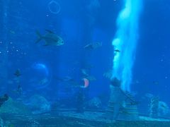 -亚特兰蒂斯•OSSIANO奥西亚诺海底餐厅