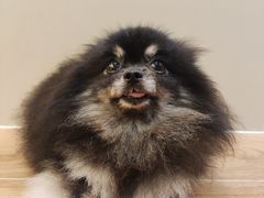 -和它·交个朋友·狗咖猫咖(爱琴海店)
