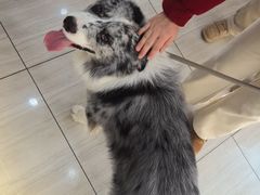 -申普宠物医院·眼科·心内科·影像科(普陀分院)