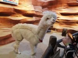 -酷嗒动物文化乐园(cutezoo西溪乐天城店)