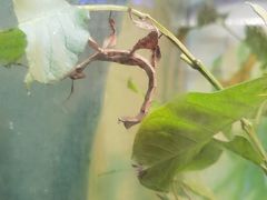 -上海大自然野生昆虫馆(东方明珠·爬宠昆虫探索中心)