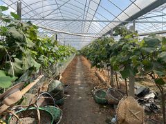 -马陆小张葡萄园农家乐