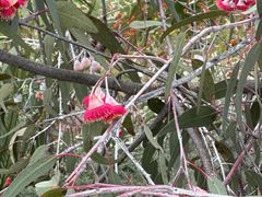 -墨尔本皇家植物园