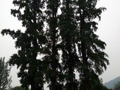 android_upload_pic-崇州市街子古镇