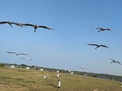 -盐城丹顶鹤湿地生态旅游区