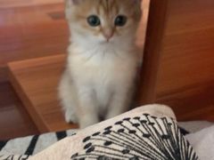 -飞行喵MR PILOT|猫舍·猫咖(静安大融城店)
