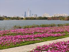 -海珠湖公园